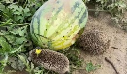 热门大瓜热心的朝阳爆料